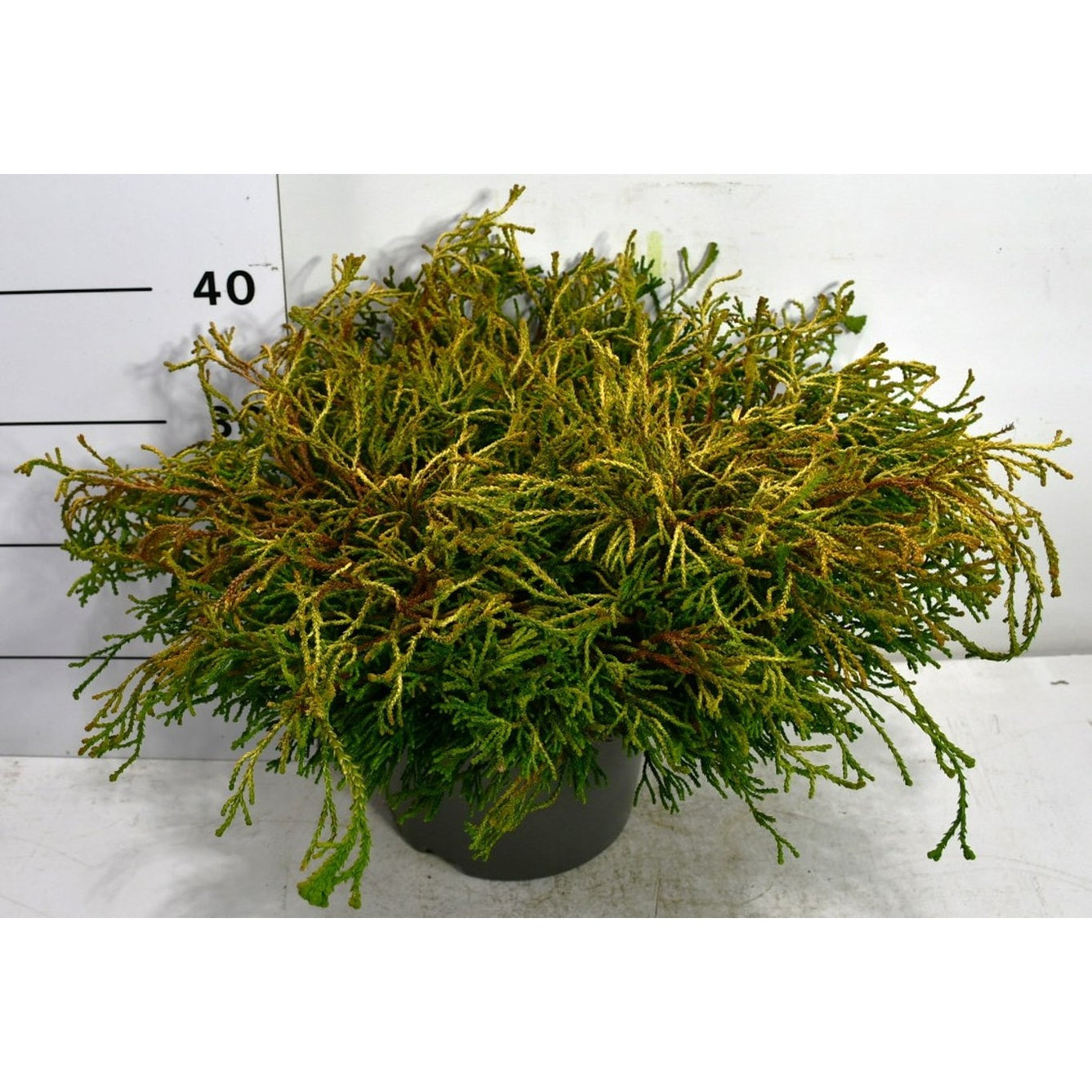 Ädelcypress – Chamaecyparis obtusa 'Gitte' - C7.5 50-60 cm.